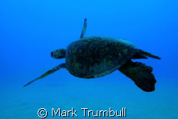West Side Honu by Mark Trumbull 